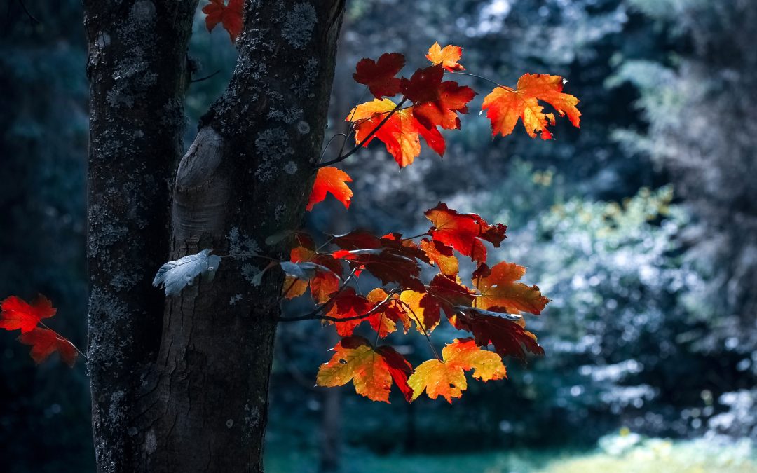 Leaning in to Life’s Transitions